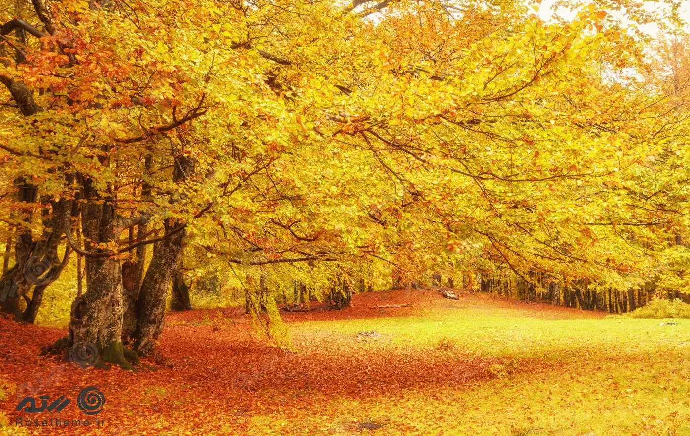 تصویر زمینه مجموعه ای از برگ های رنگارنگ نارنجی و قرمز پاییزی زیبا 22015