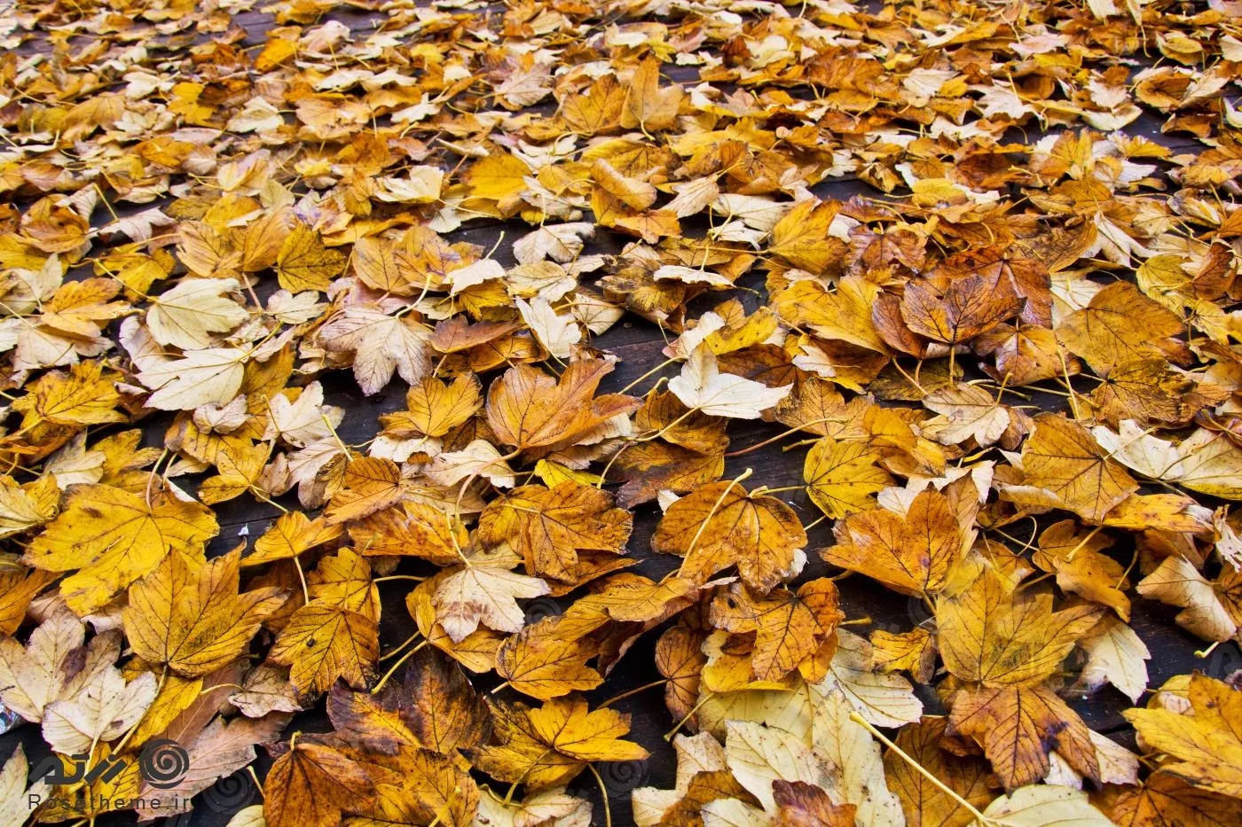 عکس زمینه زمین پر از برگ های نارنجی پاییزی افرا با کیفیت فوق العاده 22021