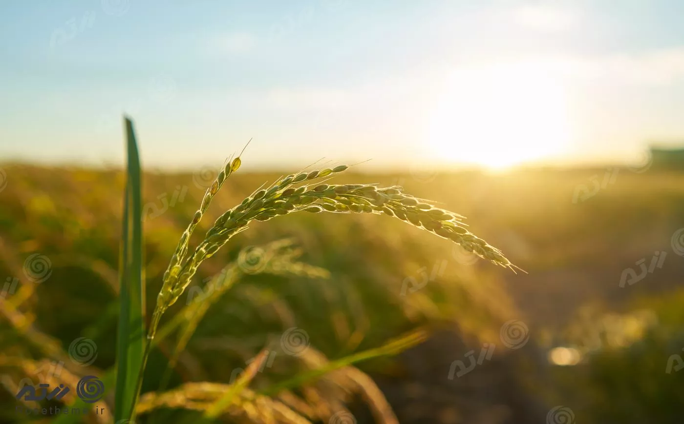 عکس با کیفیت گیاه برنج در غروب آفتاب در مزرعه به همراه دانه های برنج در دانه گیاه 22069