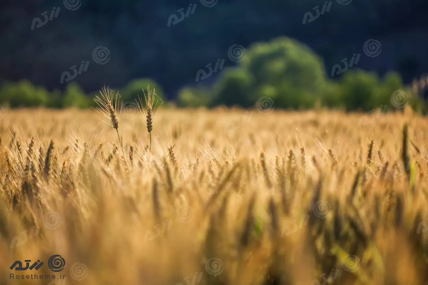 عکس از گندم های طلایی در مزرعه گندم 22072