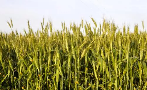 عکس فوکوس انتخابی از گندم های سبز در مزرعه 22074