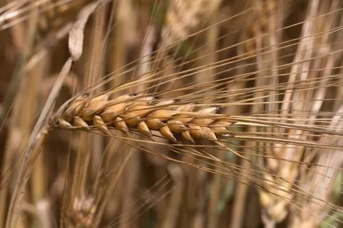 عکس نزدیک از خوشه گندم طلایی رسیده در مزرعه 22076