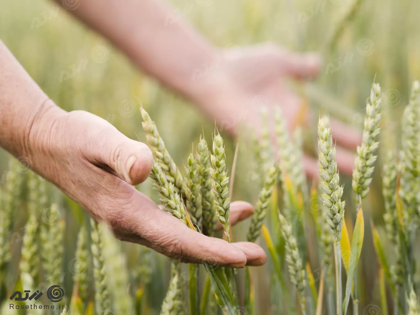 عکس با کیفیت خانمی که گندم را در مزرعه گندم بین دستانش نگه داشته است 22083