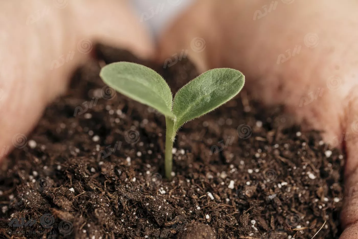 عکس باکیفیت از نمای نزدیک از دستان یک مرد که خاک و گیاه را در دست گرفته اند 22087