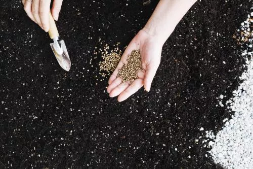 عکس با کیفیت از دست های خانمی درحال کاشت بذر 22089