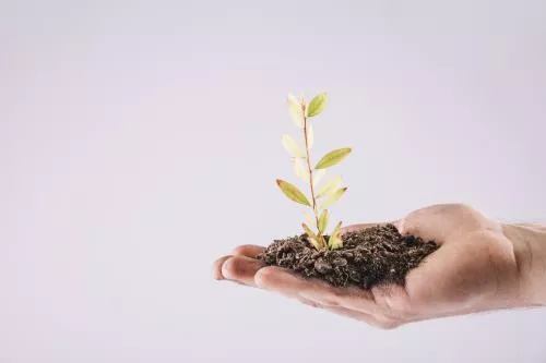 عکس نمای نزدیک از نهال در دست نگه داشته شده روی پس زمینه سفید 22092