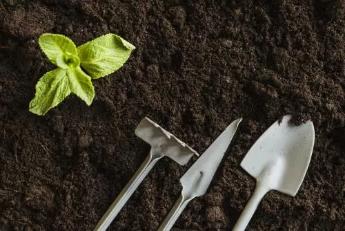 عکس از گیاه نعنا و ابزار باغبانی بر روی خاک حاصلخیز 22094