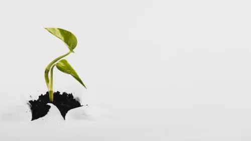 عکس جوانه کوچکی که از درون کاغذ رشد می کند مناسب برای بنر های رشد و کشاورزی 22095