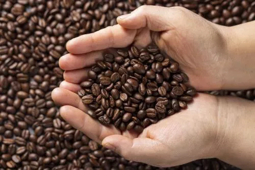 دست هایی که دانه های قهوه را در دست گرفته اند 22104