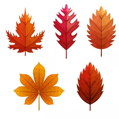 وکتور مجموعه برگ های نارنجی و زرد پاییزی فایل eps رایگان 21970