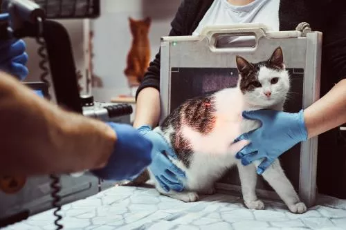 عکس دامپزشکان یک گربه بیمار را با اشعه ایکس روی میز یک کلینیک دامپزشکی 24331